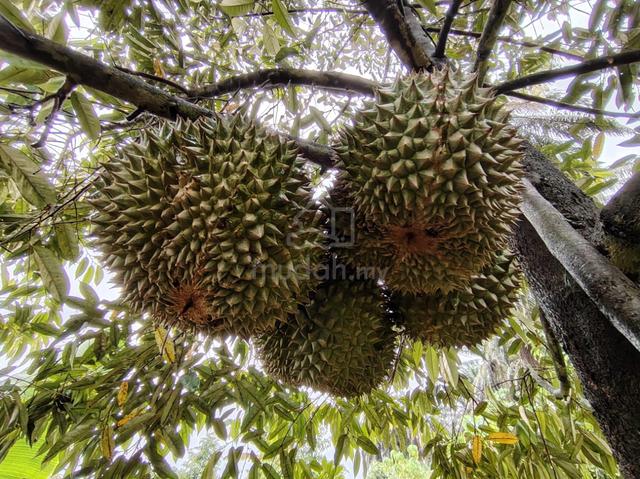 Durian Orchard For sale ! 1