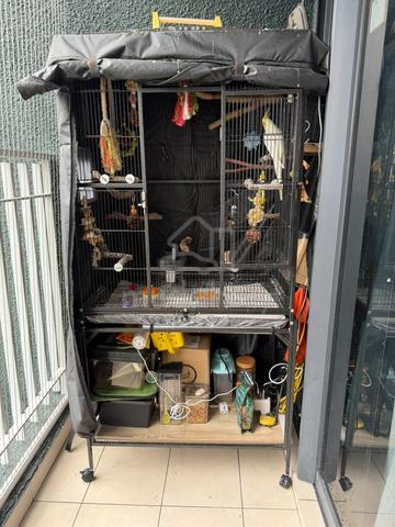 Pair of Lutino Cockatiels with Cage & Accessories - photo 4 of 6