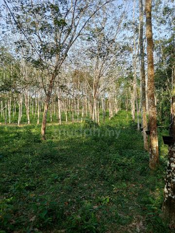 Kebun Getah Geran Individu. 4.73 relong. 3