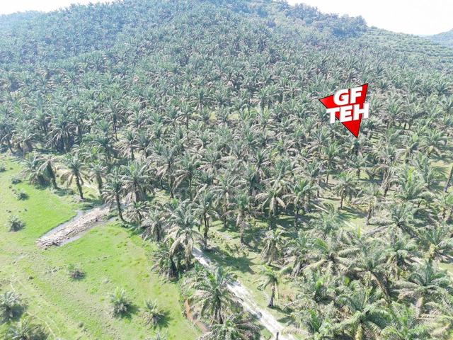 95.93 Acre Agricultural Land | Serdang | Bandar Baharu | Kedah B 1