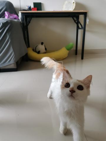 Carousel Image