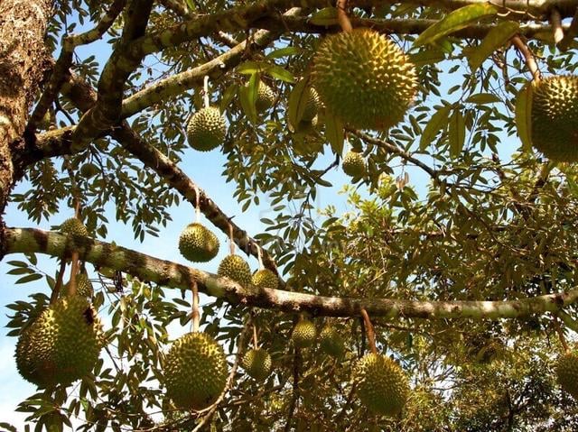 Agricultural Land Mukim Ayer Molek Bemban Jasin 1