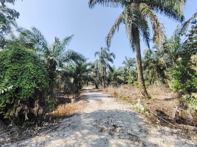 15 Acres Agriculture Land Pekan Nanas Batu Tiga Puluh, Pontian Johor 1