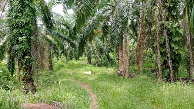 Tanah Sawit 4.78 EKAR MALAY FREEHOLD REZAB 1