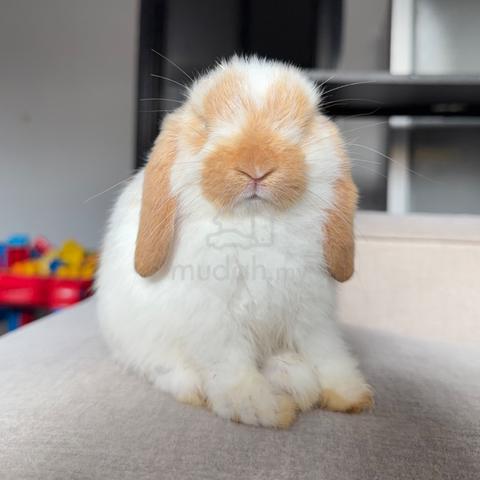 Holland lop bunny ear lop rabbit arnab - photo 2 of 2