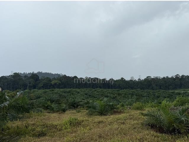 Tanah Pertanian 5 Ekar Freehold Untuk Dijual di Sedenak 1