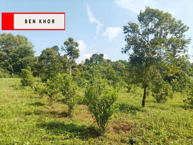 2.54 acres | Orchard Durian & Limau Trees | Pinang Tunggal | KEDAH 1