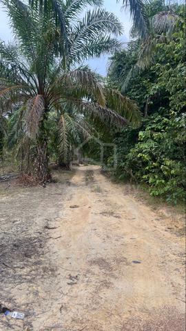 Kebun Kelapa Sawit Kuala Kangsar 1