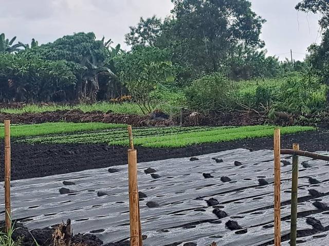 Klang Agricultural Land for Sale, Johan Setia, Klang, 🎈1 Acre Flat 2