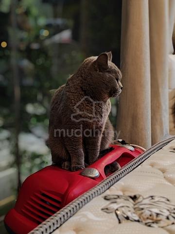 Carousel Image