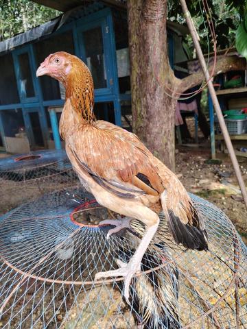 ayam cross aseel  - photo 3 of 3