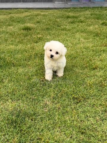 Pure Bichon puppy - photo 5 of 6