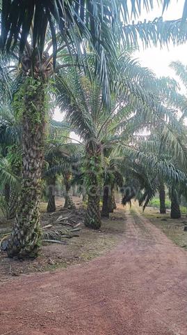 Oil Plam Land For Sales 1