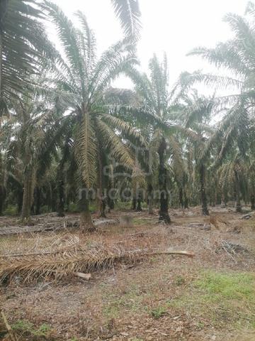 LADANG SAWIT DENGAN HARGA KOMPETITIF UNTUK DIJUAL! Batu Pahat 1