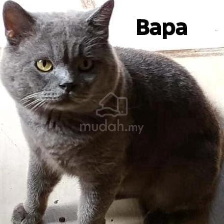 Bsh/ British Long hair - photo 2 of 2