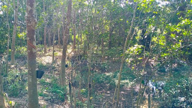 2 Ekar Tanah Getah Bukit Tanah Merah Segamat Johor 1