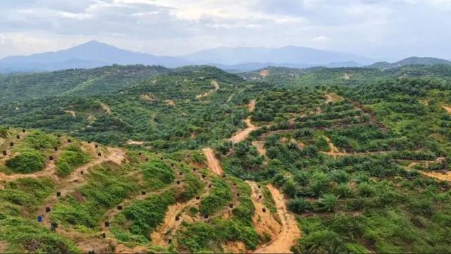 Kelantan Gua Musang Limau Kasturi 828 acres Palm Oil & Durian Land 1