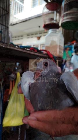 Carousel Image Selected