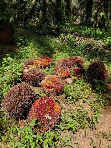 Kota Tinggi Mawai Kampung Asli Agriculture Land For Sale 1