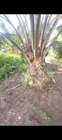 Banting Agriculture Land for Sale, Kampung Sungai Kelambu , 5