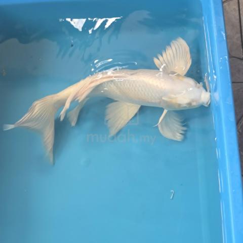 Beautiful butterfly white Koi 42cm - photo 2 of 2