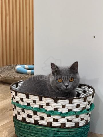 British shorthair solid blue - photo 5 of 6