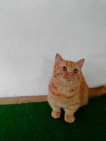 BSH munchkin - photo 2 of 2
