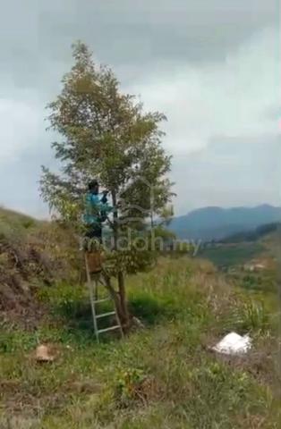 Pahang Tranum Raub 50 Acre Durian Farm Land Musang King Black Thorn 1