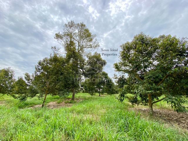 【🔥FREEHOLD】8 Acres Durian Orchard @ Titi, Jelebu, Mukim Glami Lemi 3