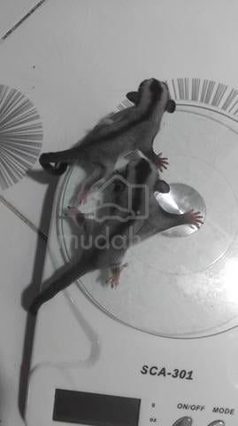 Carousel Image