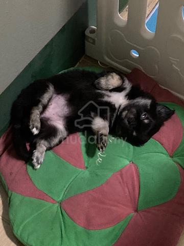 black and white Chihuahua ~2 - photo 3 of 6