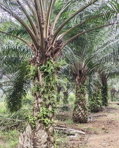 ​🚨 Untuk Dijual: Tanah Sawit 2.8 Ekar @ Sri Menanti, Muar

 1