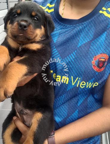 high quality rottweiler puppy for sale - Pets for sale in Simpang Ampat,  Penang