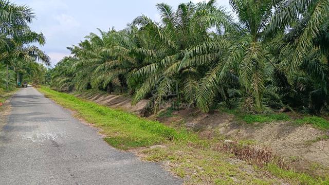 Tanah Pertanian @ Mukim Sg Balang,Muar, Johor 1