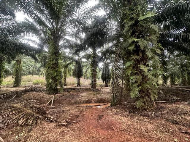 Yong Peng Agricultural Land For Sale 1