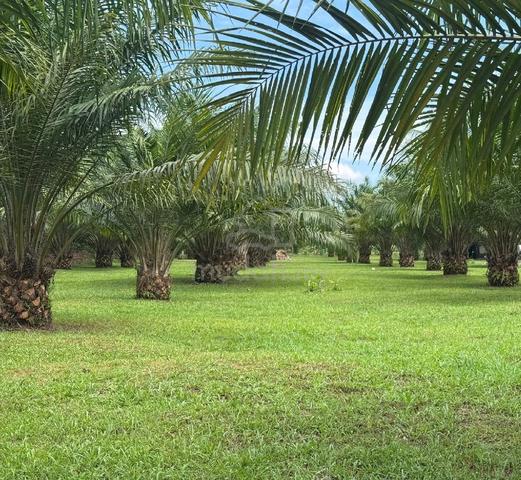 Flat land & young palm oil for sale! 1