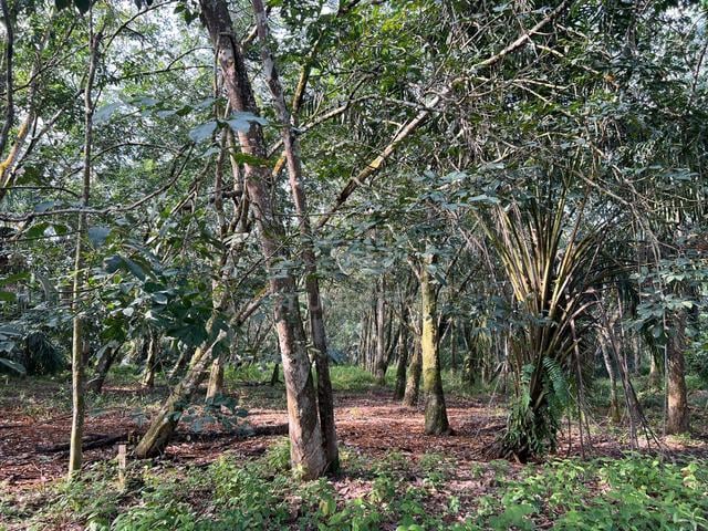 Tanah Kebun Sawit Berbukit Kg Parit Mahang Ijok, Kuala Selangor 1
