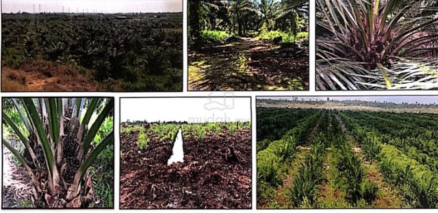 Oil Palm Plantation for Sale located in sarawak 1
