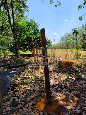 Tanah Penternakan/ Pertanian Bukit Selambau 1.6 Hektar @ 5.5 Relong 1