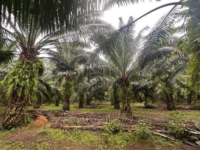 Sebelah Sains Mara Pendang , Tanah Pokok Sawit Free Hold,Untuk Di Jual 4