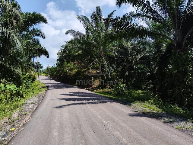 For Sale Kiansom 75 Acres Land | Oil Palm | Birdnest 3