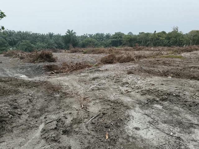 Perak Bidor Agricultural Leasehold Land For Sale 1