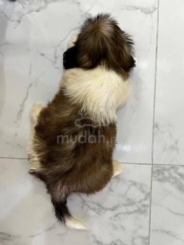 Pure! Classic Tri Colour Shih Tzu Puppy 西施犬 2810A - photo 6 of 6