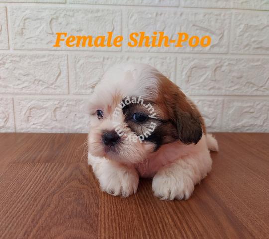 what is a shih tzu toy poodle