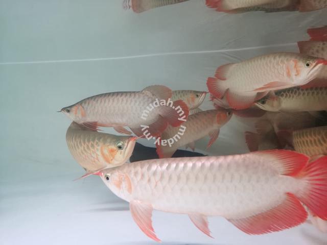 diamond eye arowana