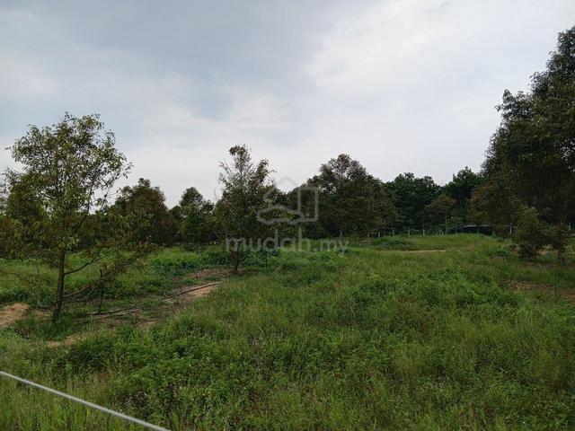 Musang King Kebun sudah BERHASIL DI BENTONG, PAHANG 1