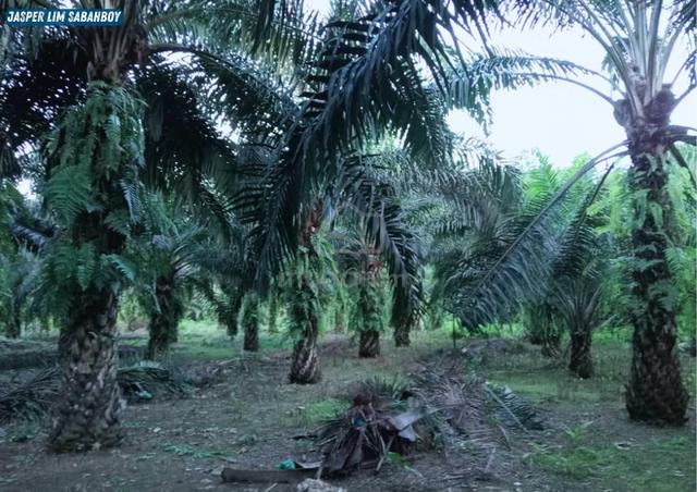 Kunak Oil Palm Land | 123.5 Acres 🔥Sungang Estate 1