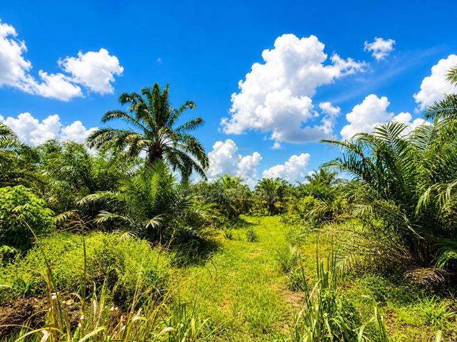 Pontian Parit Sikom⭕️6.356 acres 1