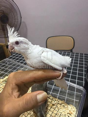 Cockateil - photo 2 of 4