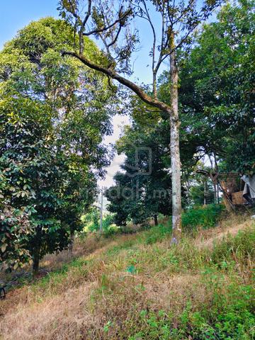 Tanah Dusun untuk dijual di Sg Garing Mukim Serendah Selangor 1